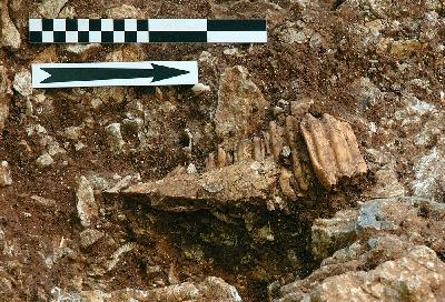TRACES_Axe-1_Operation_Les-fieux_Mousterien-Mandibule-Bison.JPG