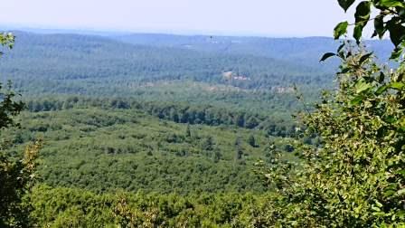 20230813_Poirier_Rheforest_01