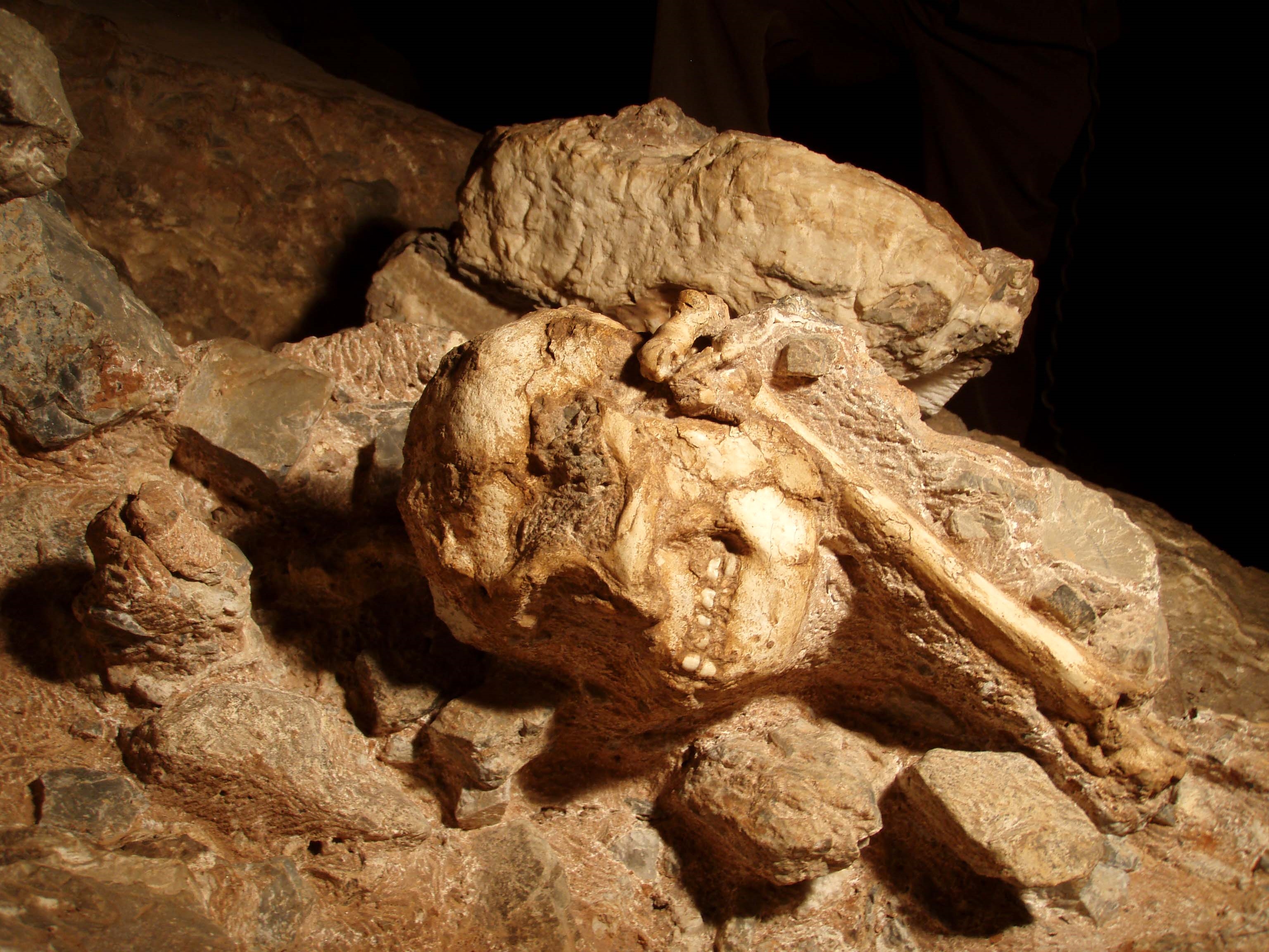 StW 573 (Little Foot) est le squelette d’australopithèque le plus complet découvert à ce jour. L’essentiel des ossements sont encore en connexion, plus de 3 Ma après sa chute dans la Silberberg grotto (Afrique du Sud) Cliché L. Bruxelles/Inrap
